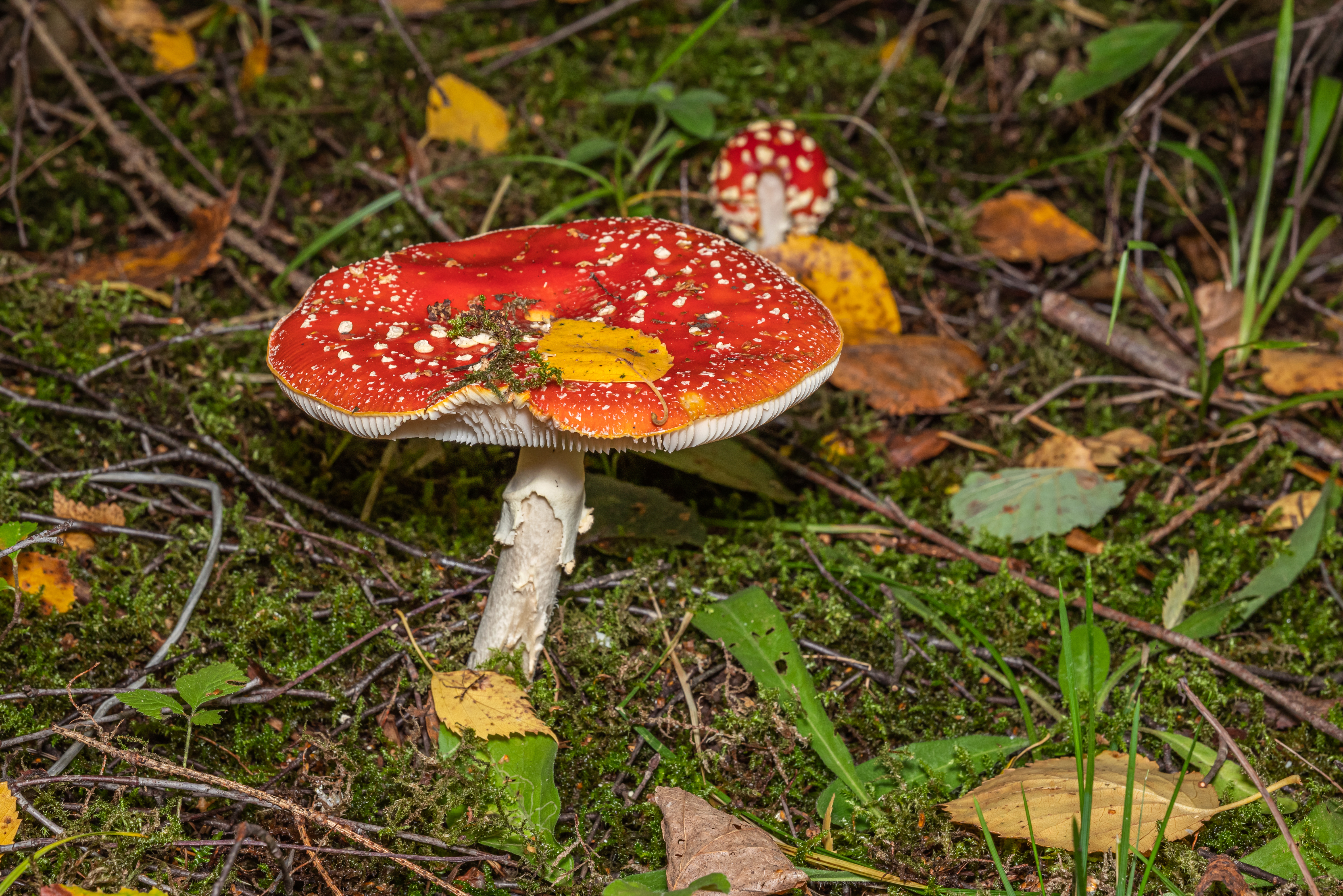 Amanita muscaria