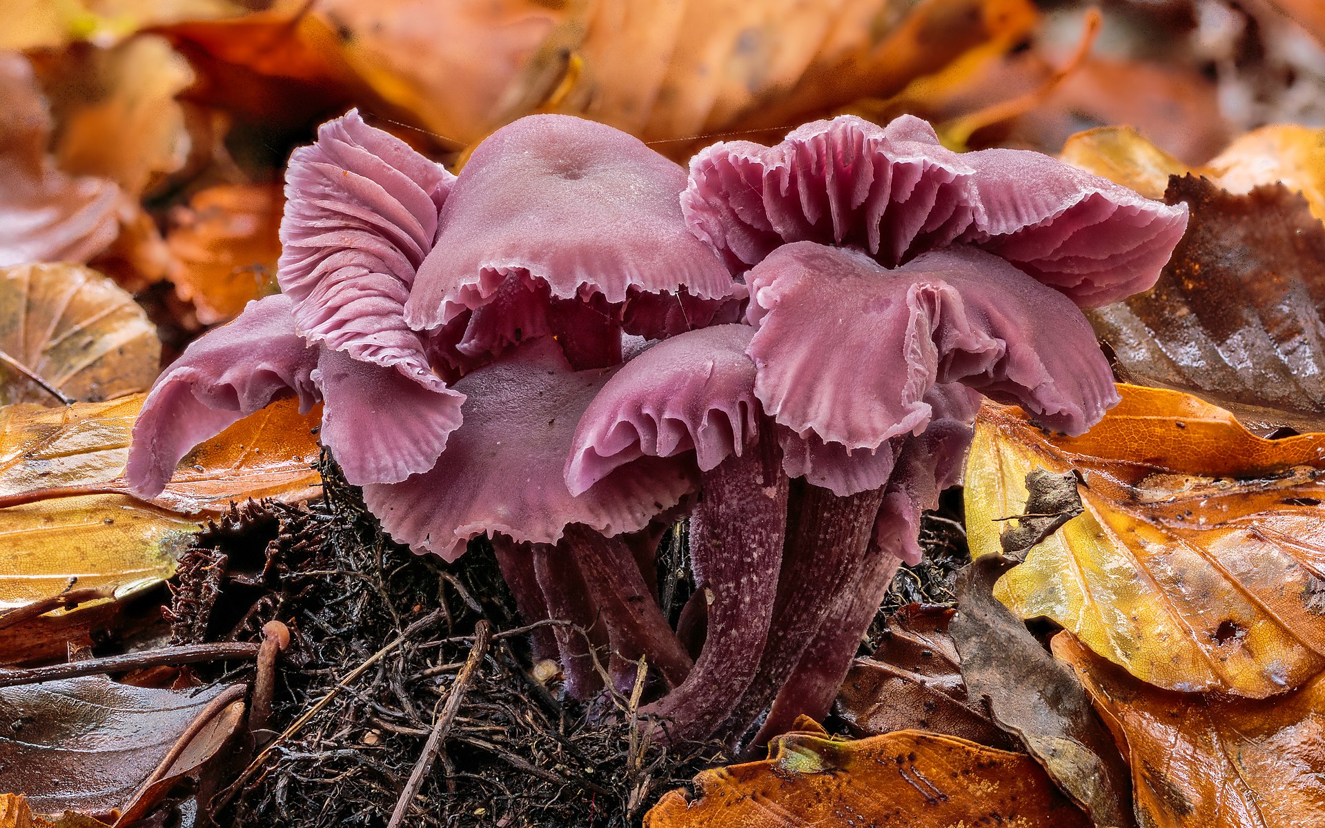Amethyst Deceiver