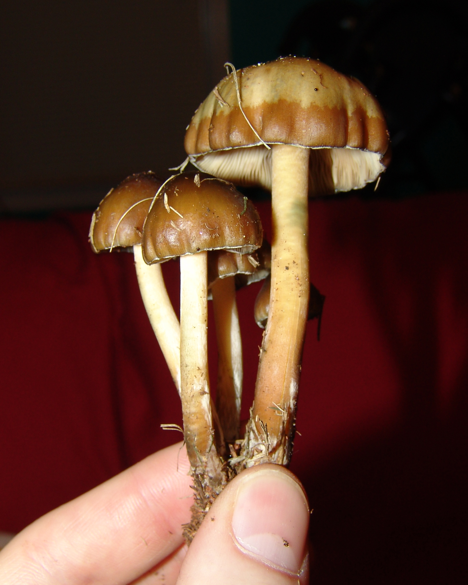 Georgia Psilocybe