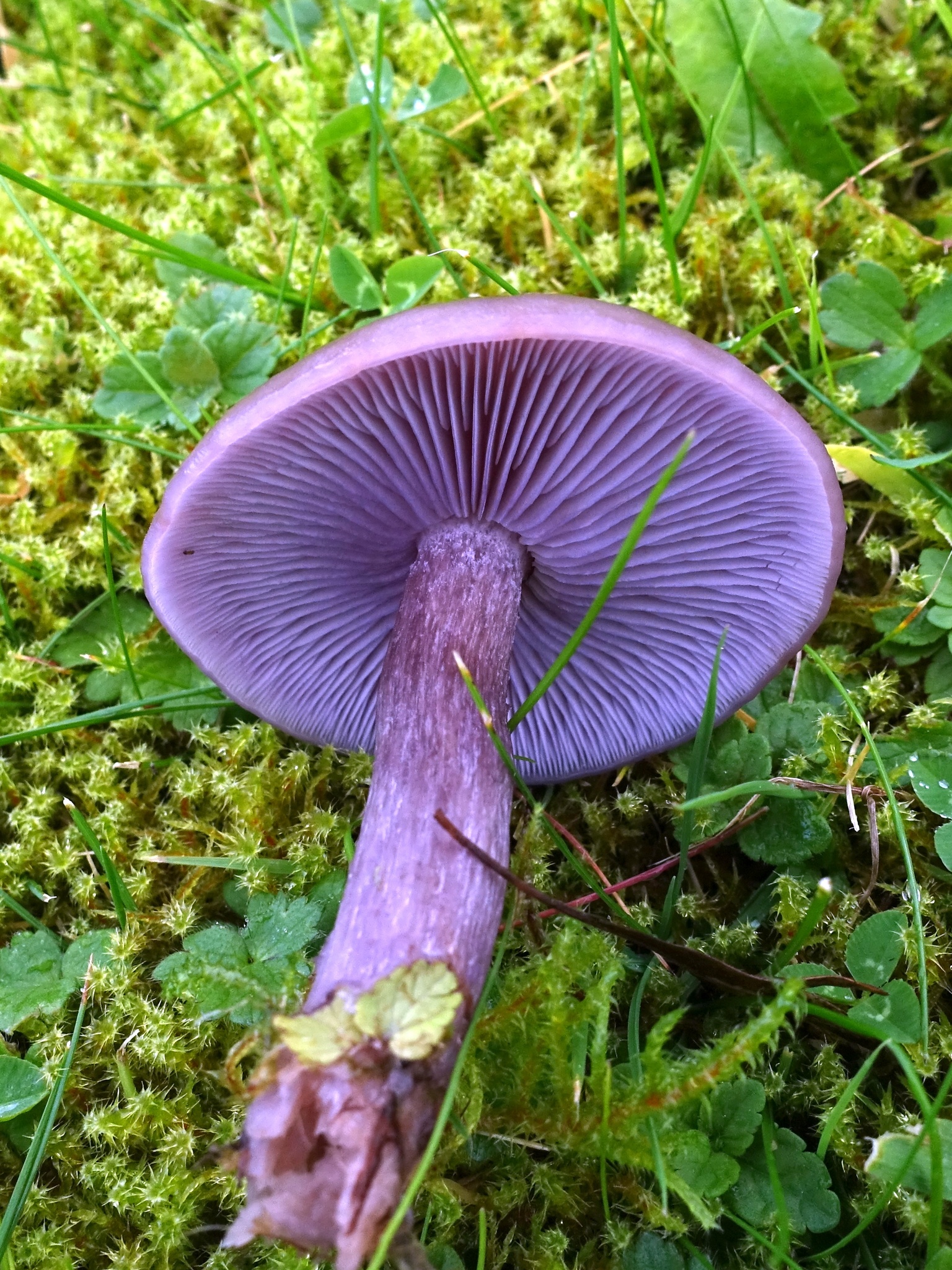Lilac Blewit