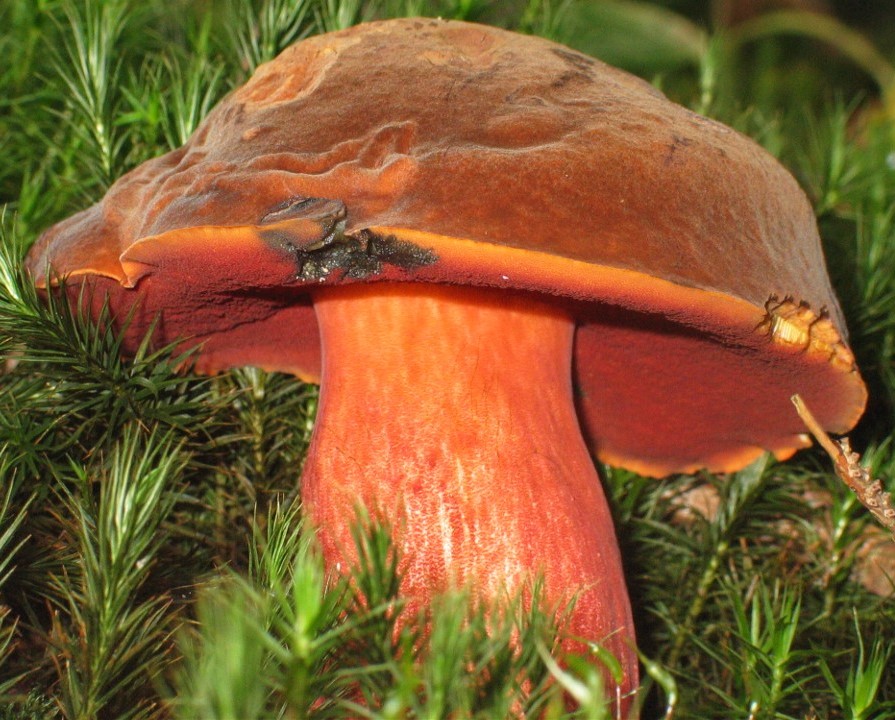 Red Foot Bolete