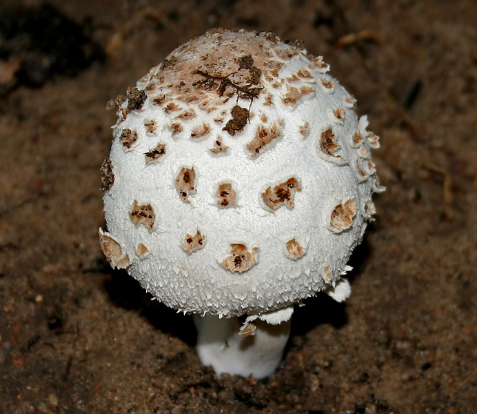Shaggy Parasol