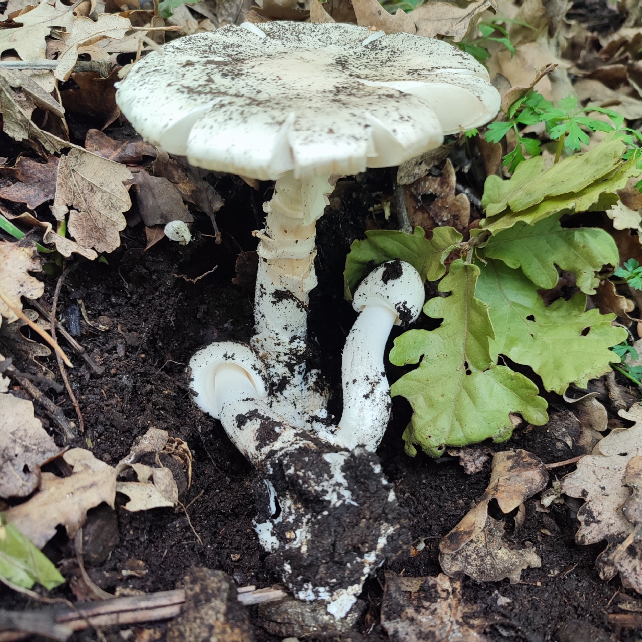 Spring Destroying Angel